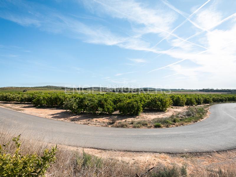 Foto bdc42f4a-0f5a-45c9-90a9-2f0bdec652b6. Terreno residencial finca de naranjos powell en plena producción. en Pedralba