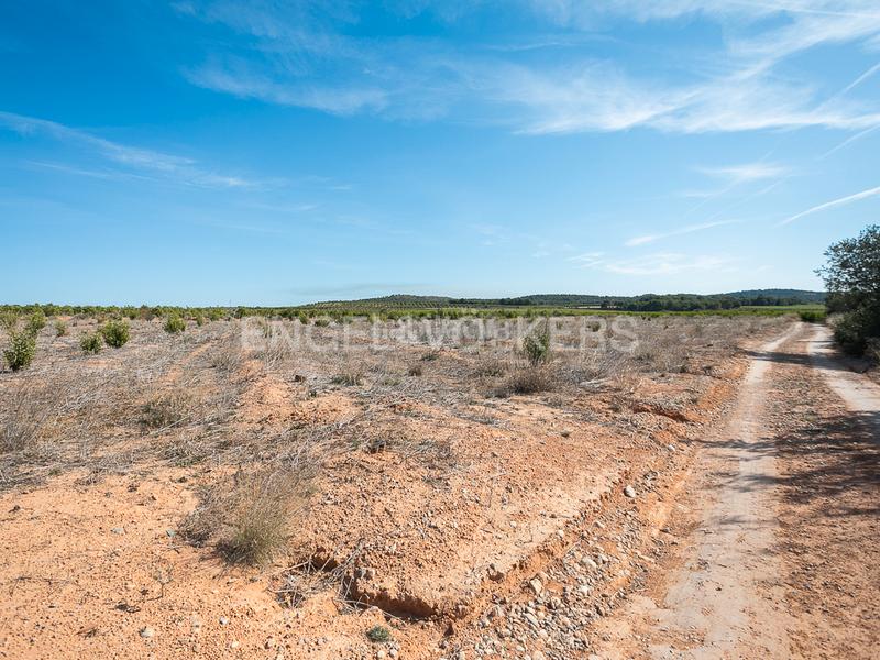 Foto dcd60366-0a4f-4613-8c94-a0c2488ebc34. Terreno residencial finca de naranjos powell en plena producción. en Pedralba