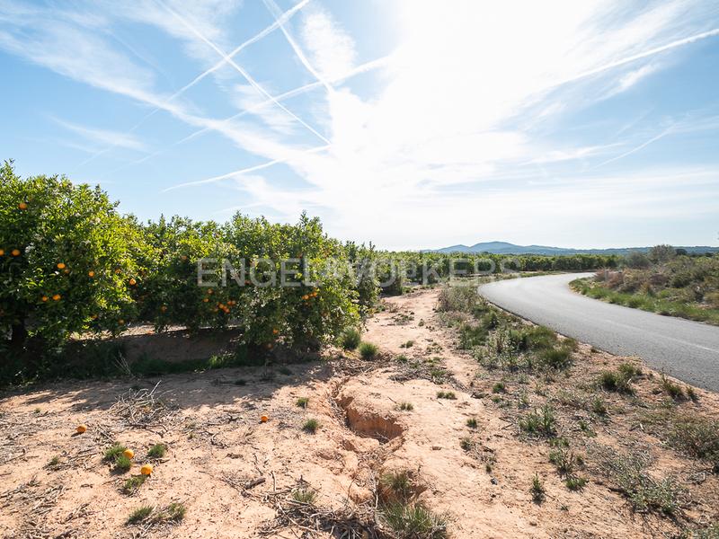 Foto e98b15b9-0dd4-413b-9132-a7f87001fad9. Terreno residencial finca de naranjos powell en plena producción. en Pedralba