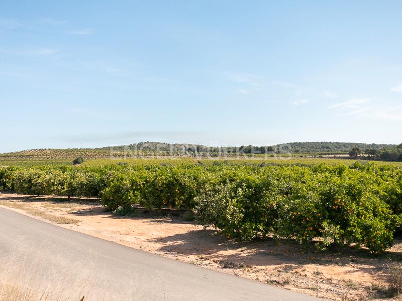 Foto ea3b14d1-5f1e-408a-bb5e-d7157cf56431. Terreno residencial finca de naranjos powell en plena producción. en Pedralba