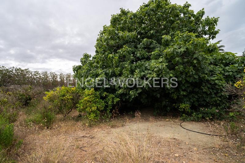 Foto 3d5375cf-2085-4a0c-870b-c48e1dff616e. Terreno residenziale in Ondara