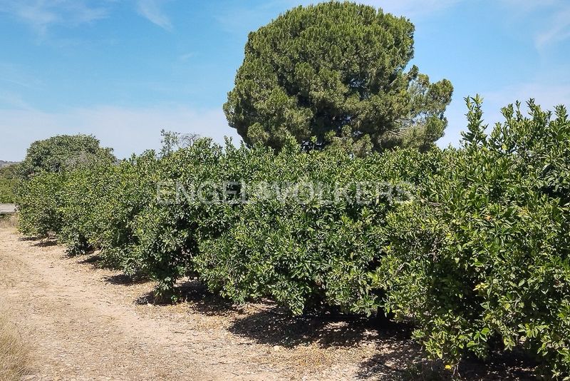Foto 4ada22ae-6d88-4de3-a69b-ed837c751962. Finca rústica a Casco Antiguo Llíria