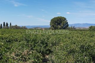 Rural plot in Casco Antiguo. Casa de campo con explotación de naranjos en producción en liria