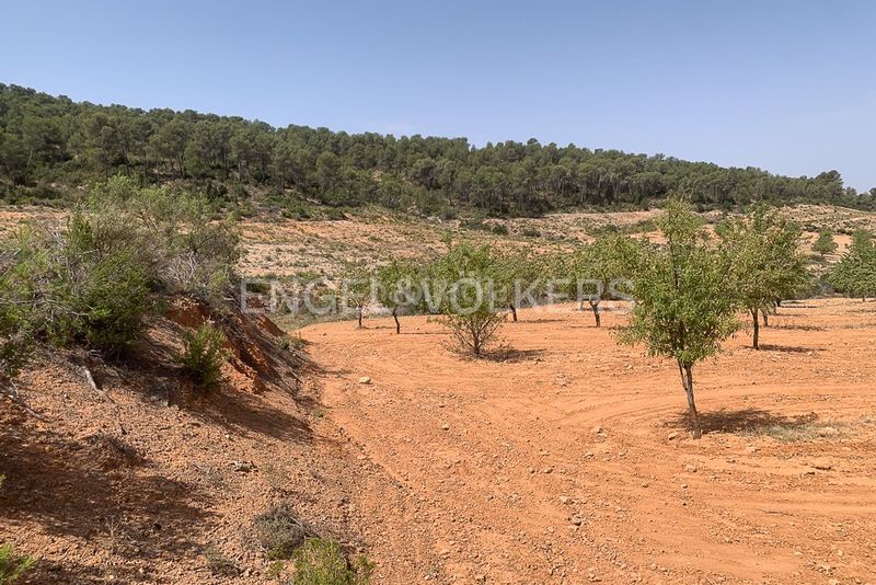 Foto 1c965543-b3f7-43be-b7d1-aa7e537fe469. Terreny residencial a Requena
