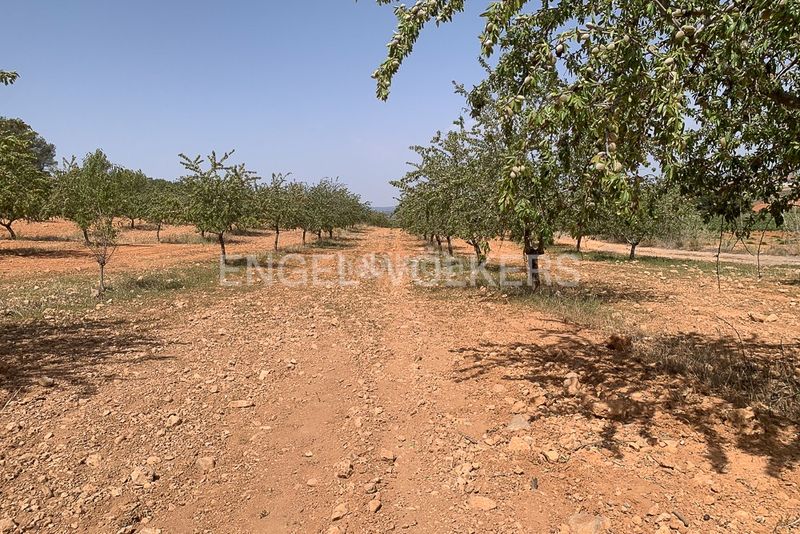 Foto 463c16d3-339e-4442-9ad7-6145e0224a3e. Terreny residencial a Requena