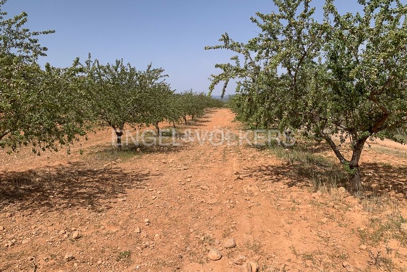 Foto 65b4128b-048d-4268-a085-8b7857102b32. Terreny residencial a Requena
