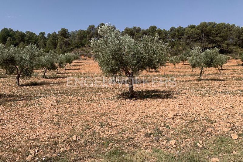 Foto add26b63-8e8f-4d71-8cd6-22abff415645. Terreny residencial a Requena
