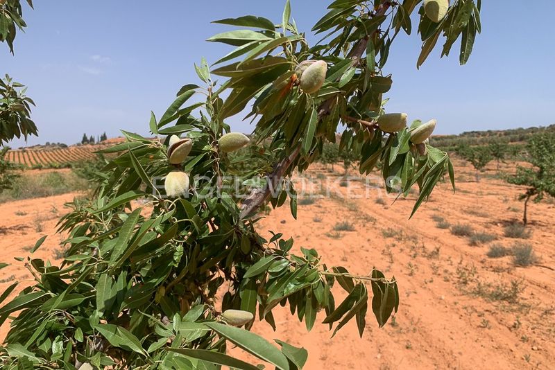 Foto bcae15c6-ed98-4cef-95c0-03e6f2ea2365. Terreny residencial a Requena
