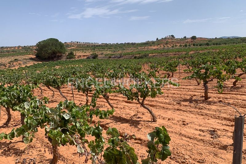 Foto bde231e7-04eb-44f4-9e00-a483da073df4. Terreny residencial a Requena