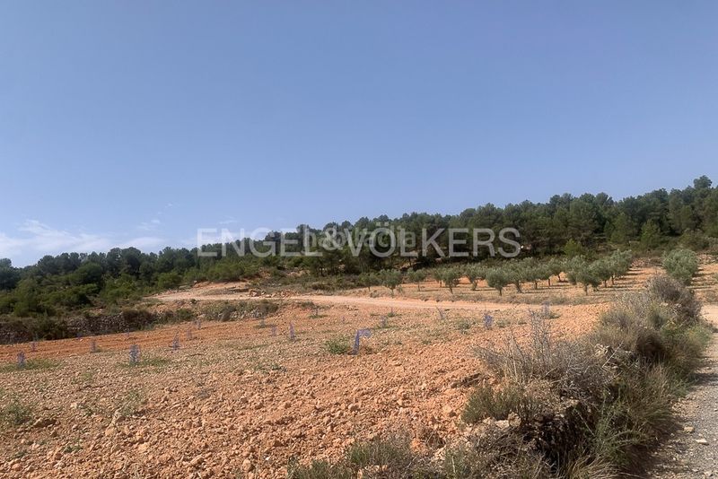 Foto cecd931a-4f01-4b9b-8522-ae8c95f23744. Terreny residencial a Requena