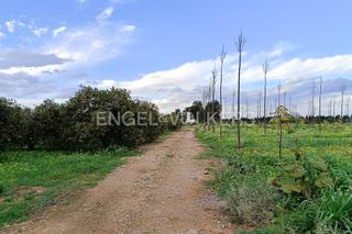 Terreny residencial a Les Bassetes - El Marjal. Terreno impresionante con hermosos árboles, ideal para inversión