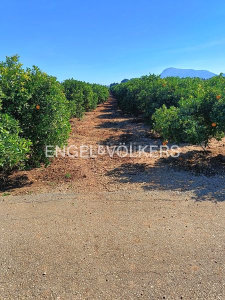 Foto 06495c2b-6969-4a64-a6af-3155e1c39456. Terreny residencial a Poblets (els)