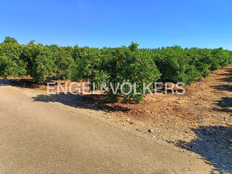 Foto d8bc6bf6-60eb-41be-927a-fce0833b160c. Terreny residencial a Poblets (els)