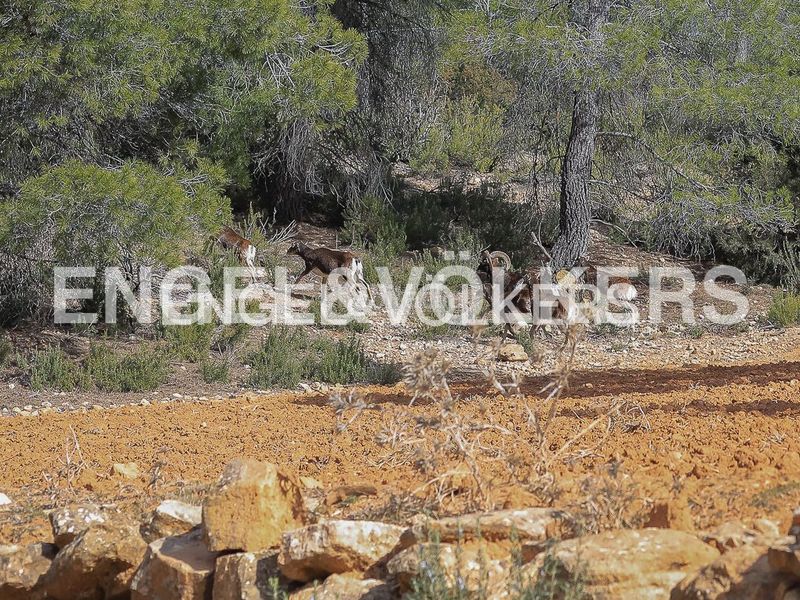 Foto 759c6649-2b37-4297-b580-040e399c9ea4. Masia amb calefacció piscina a Ayora