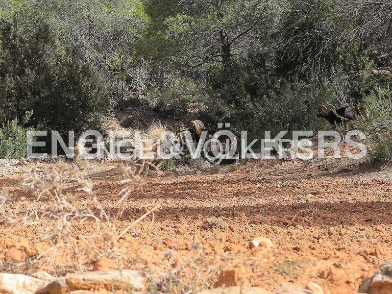 Foto 87847850-a850-4a34-8094-1204b7517770. Masia amb calefacció piscina a Ayora