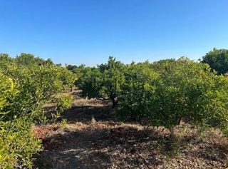 Finca rústica a La Xara-La Sella