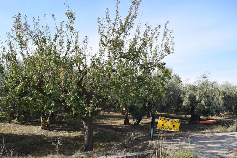 Foto 1940ddeb-ebc0-484e-8d44-17d5bf1d1c14. Finca rústica a los molinos a Villa de Otura