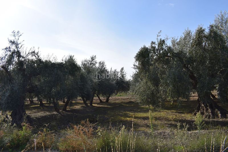 Foto d38caf8c-67c0-4fef-9e67-17c3b766fe45. Finca rústica a los molinos a Villa de Otura