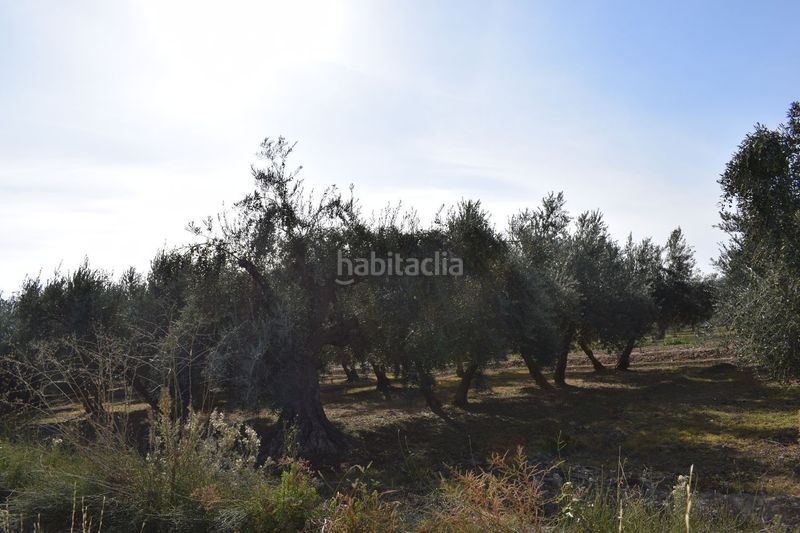 Foto d61fc0cb-8da9-428f-b5e8-b3bc3811d591. Finca rústica a los molinos a Villa de Otura