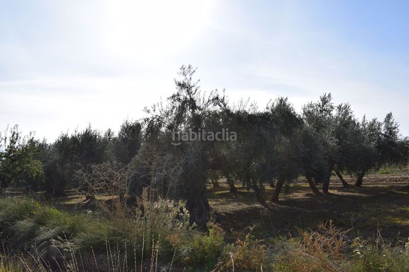 Foto e2b81b70-06ae-45e2-aeb6-b6551c992491. Finca rústica a los molinos a Villa de Otura
