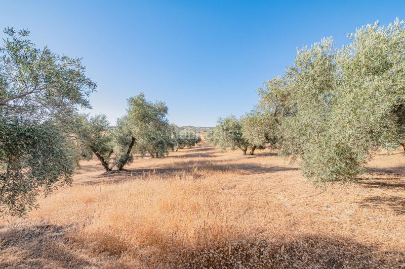 Foto a9500bb2-d496-4ad0-af40-0e8476ec9b1c. Finca rústica a Santa Fe