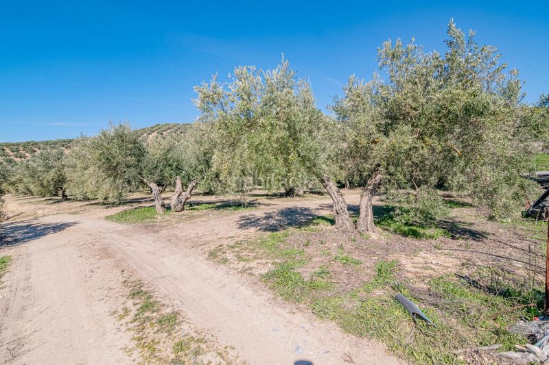 Foto 4bd295a8-4391-4db9-a801-e5cae00a0fc9. Finca rústica a Deifontes
