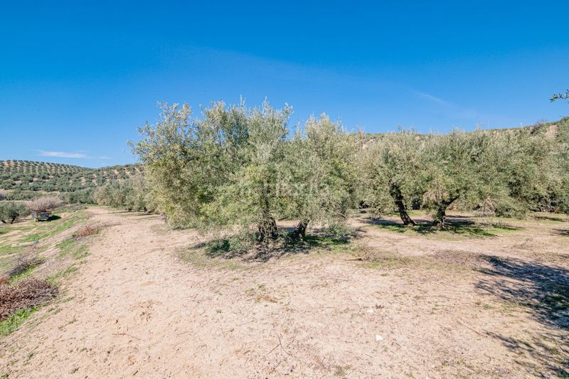 Foto f560970e-f024-44b5-971c-730bb67894d0. Finca rústica a Deifontes