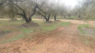 Finca rústica a Ulldecona