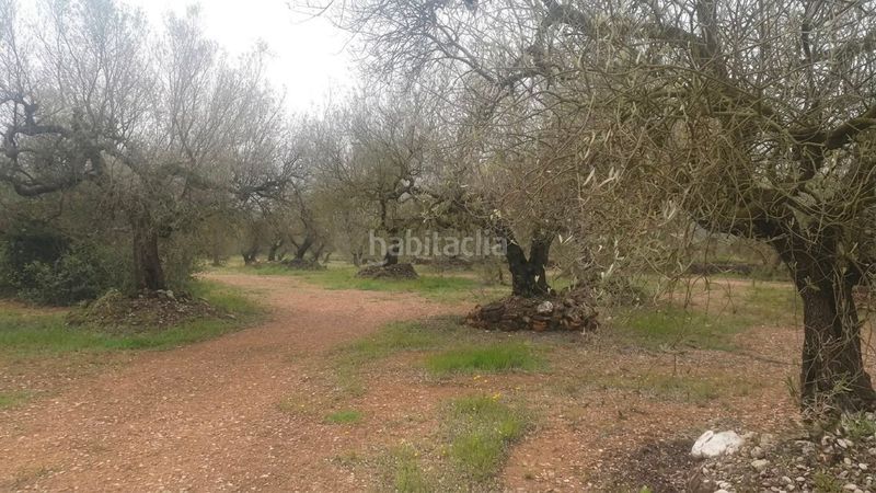 Foto bf730def-3269-43a9-afd5-d102b574470a. Finca rústica terreno en venta ! en Ulldecona