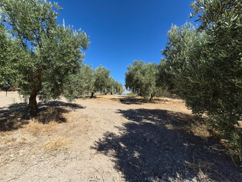 Foto 425b5383-3358-48d4-b829-1b73cf28a06e. Finca rústica a Alhama de Granada