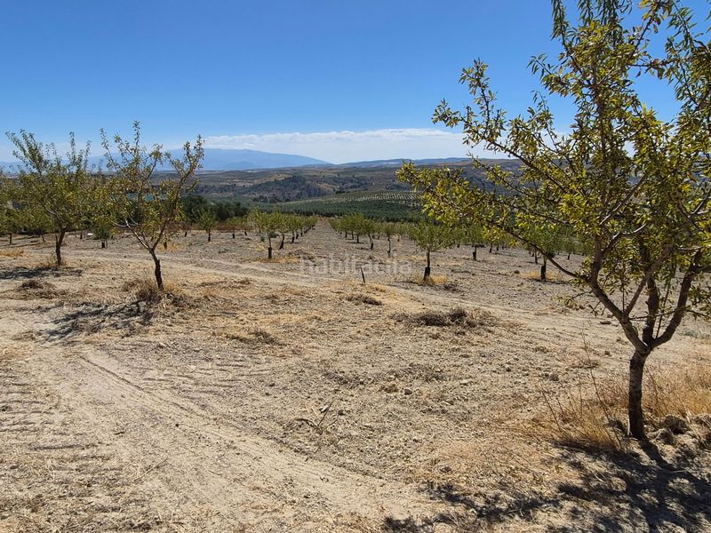 Foto 6fa963c6-9676-4924-8a04-391f21cf94cf. Finca rústica a Alhama de Granada