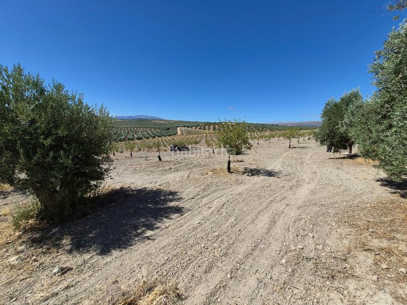 Foto 98aefc7c-9b87-49c8-9ab2-059564ec7b30. Finca rústica a Alhama de Granada