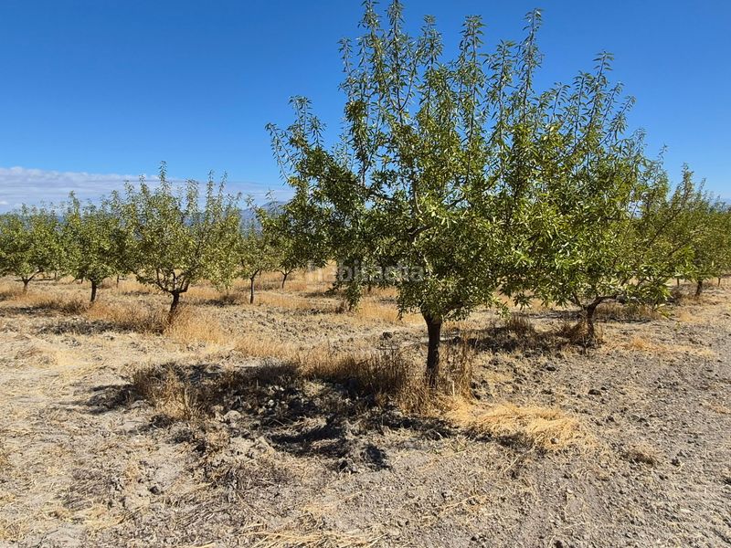 Foto aca835e2-3a00-4119-afba-e556c64d55f0. Finca rústica a Alhama de Granada
