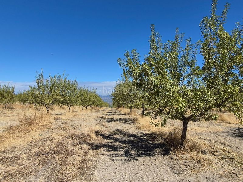 Foto f97b5bf5-e703-42f5-95ec-6c5f8753c8c4. Finca rústica a Alhama de Granada