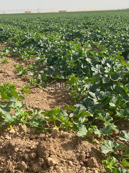 Foto b9faf8a9-27b9-45d4-9202-14c5828b8e88. Finca rústica a Argamasilla de Alba