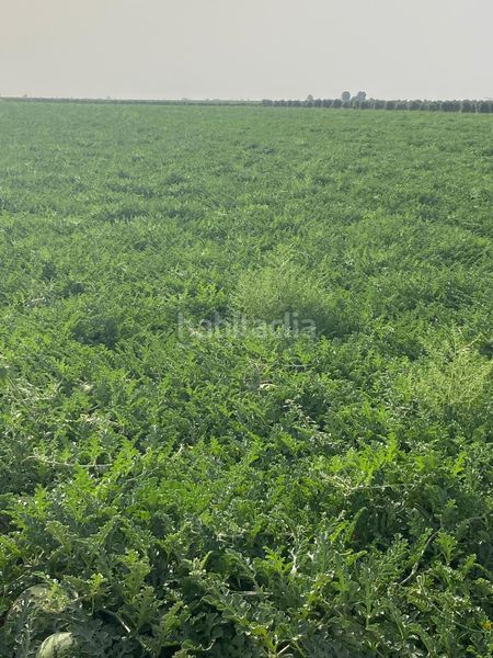 Foto bc423558-d069-45c2-8620-bedd4561344a. Finca rústica a Argamasilla de Alba