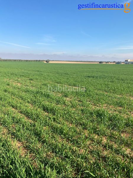 Foto 3d525789-cdf0-48a4-af40-78fc8031e9ed. Finca rústica a Argamasilla de Alba