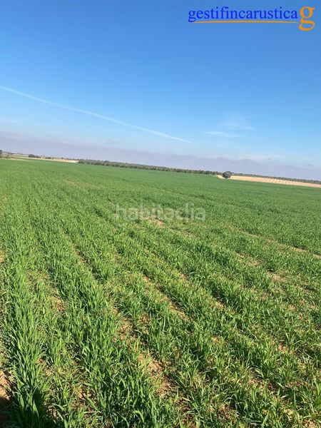 Foto 43e9ef35-6b9b-41f7-924e-64293e5a5d64. Finca rústica a Argamasilla de Alba