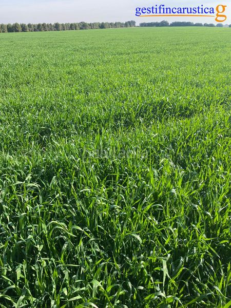 Foto 61c55364-cb2e-4ae9-b729-da58c9d10fc2. Finca rústica a Argamasilla de Alba