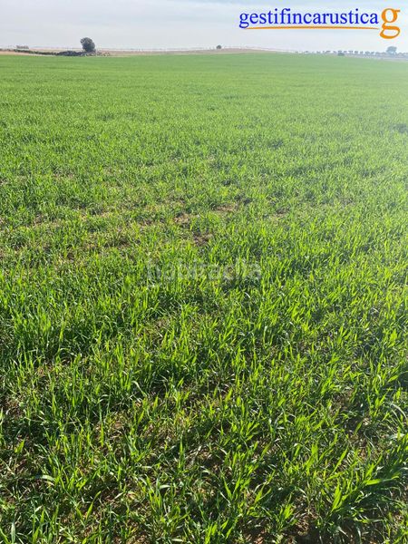 Foto e554a4f0-5ba4-47e2-bdff-06c77dbce7b1. Finca rústica a Argamasilla de Alba