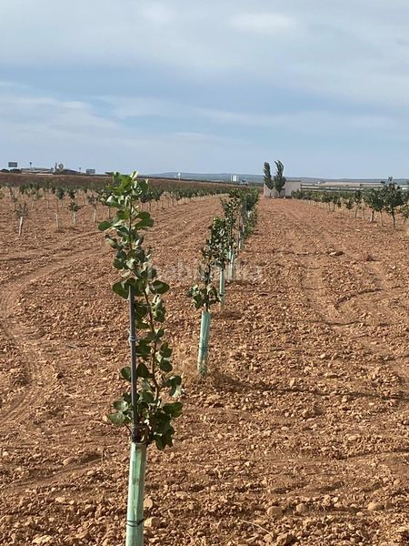 Foto 043672c1-2ca6-405b-8f81-3b72b8c1956b. Finca rústica a Tomelloso