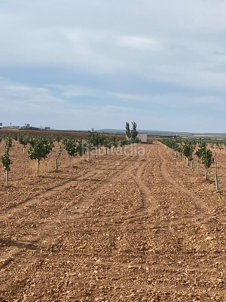 Foto 4d26b8fe-6ffe-4a89-8ff4-b92c376f2af4. Finca rústica a Tomelloso