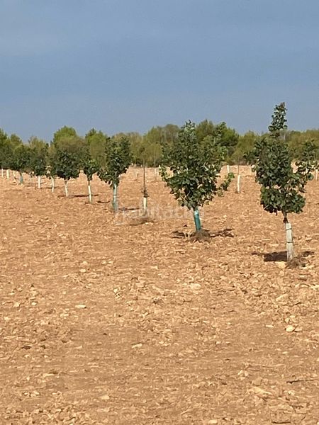 Foto 93efb1c6-6130-47cb-9804-4d052814f48d. Finca rústica a Tomelloso