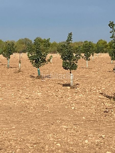 Foto a5271d93-769f-40f6-ad23-a122a93b3954. Finca rústica a Tomelloso