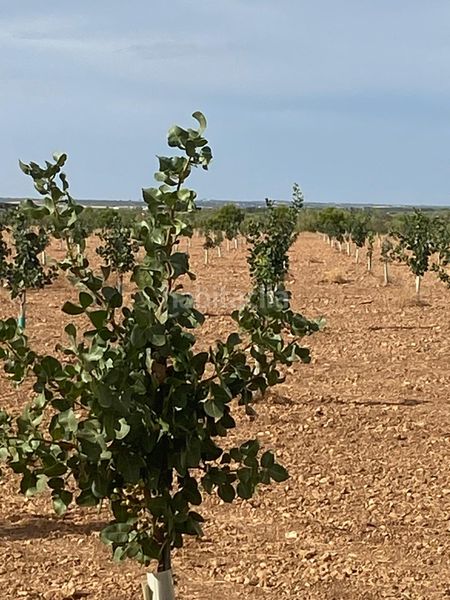 Foto c4310570-92a5-4339-a2af-141dbe012360. Finca rústica a Tomelloso