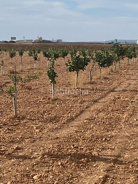 Foto cd611cfd-09cc-4e3a-b610-7908591296f9. Finca rústica a Tomelloso