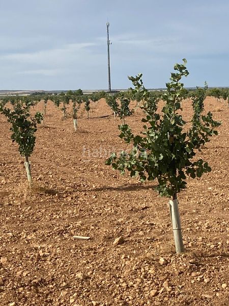 Foto df21fd87-4332-4f98-a463-4ca6c11238d6. Finca rústica a Tomelloso
