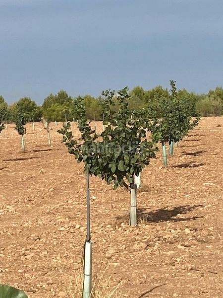 Foto e785077b-8e9f-4292-9917-78d9790257f0. Finca rústica a Tomelloso