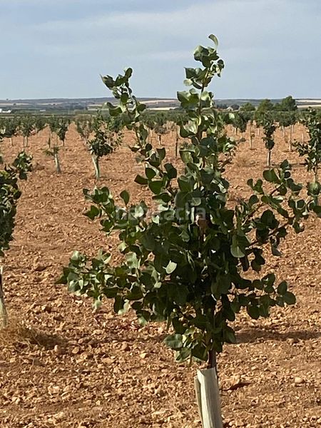 Foto ea46d1b5-34da-442d-8fc4-f004eb0c4067. Finca rústica a Tomelloso