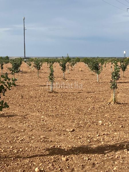 Foto eabc2829-ec53-439c-97bb-fe63692abc62. Finca rústica a Tomelloso
